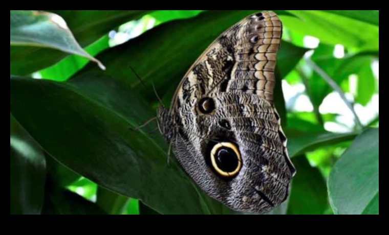 Bloom neîntrerupt Cum să țineți la distanță dăunătorii din grădină 4 Bloom neîntrerupt: combaterea dăunătorilor de grădină