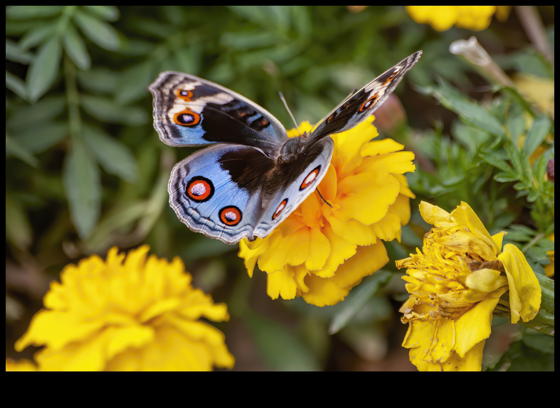 Bloom neîntrerupt Cum să țineți la distanță dăunătorii din grădină 3 Bloom neîntrerupt: combaterea dăunătorilor de grădină