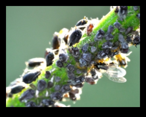 Bloom neîntrerupt Cum să țineți la distanță dăunătorii din grădină 2 Bloom neîntrerupt: combaterea dăunătorilor de grădină