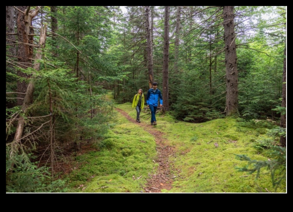 Mergeți pe trasee pentru un antrenament în pădure 7 Exerciții în aer liber în păduri liniștite 3 Antrenamente în pădure: exerciții în aer liber în păduri pașnice