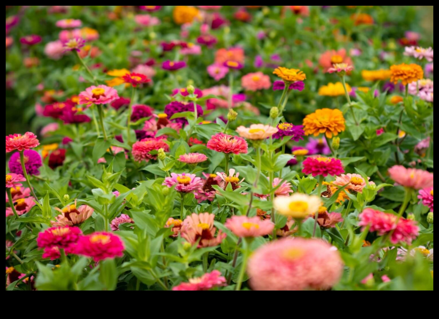 Însoțitori înfloriți Cum să ridicați frumusețea cu plantarea însoțitoare 4 Însoțitori înfloriți: creșteți frumusețea cu plantarea însoțitoare