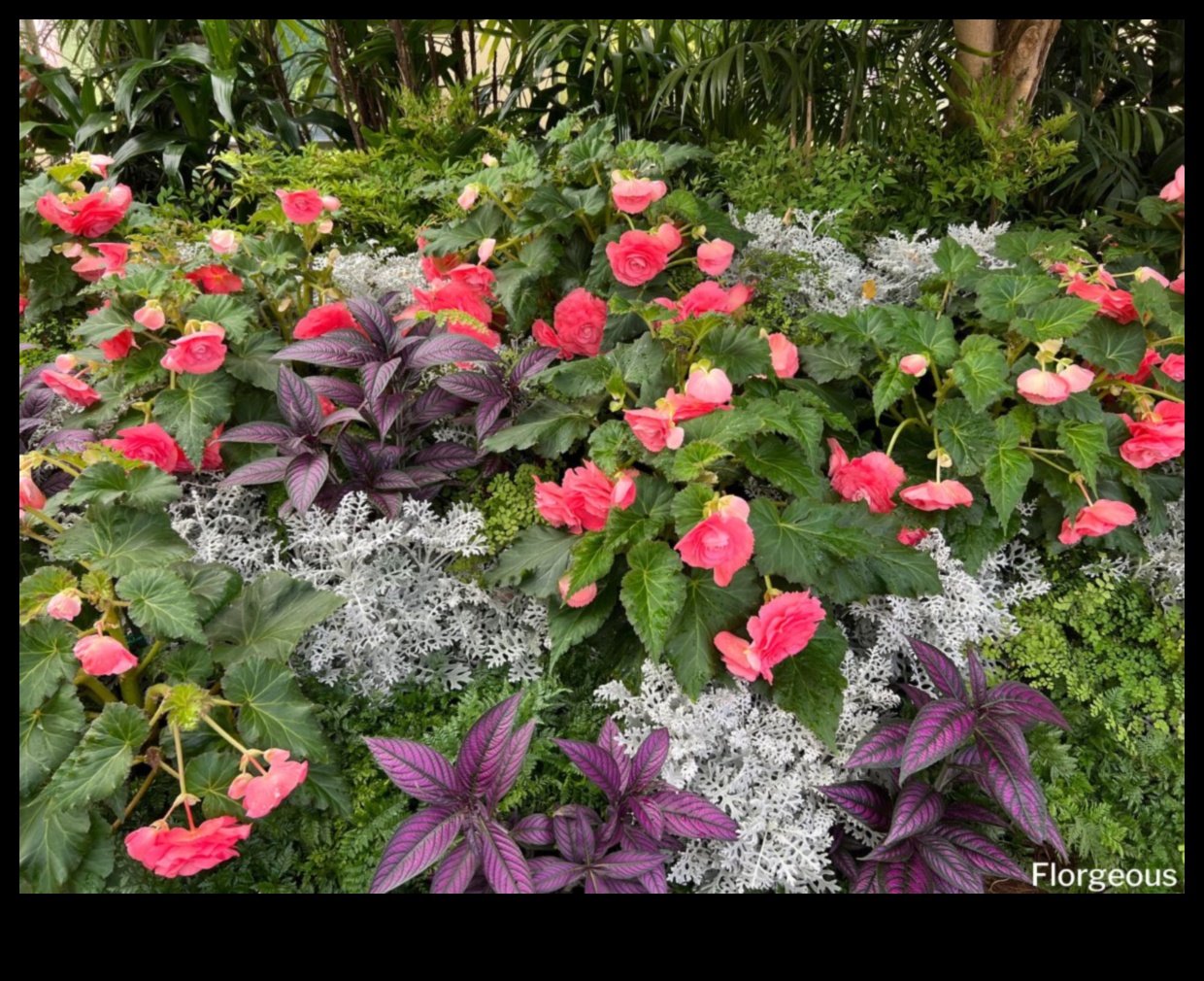 Însoțitori înfloriți Cum să ridicați frumusețea cu plantarea însoțitoare 3 Însoțitori înfloriți: creșteți frumusețea cu plantarea însoțitoare