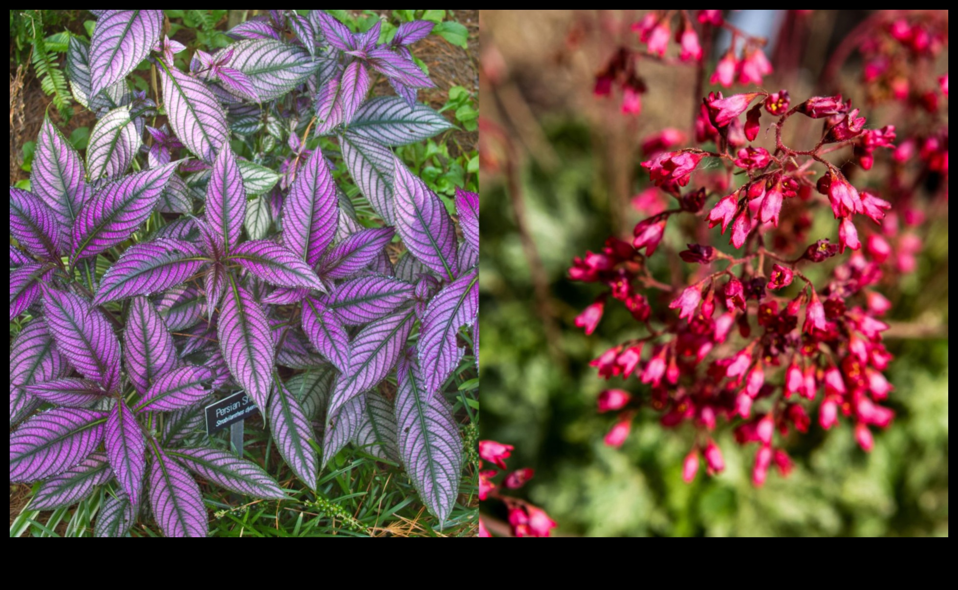 Însoțitori înfloriți Cum să ridicați frumusețea cu plantarea însoțitoare 5 Însoțitori înfloriți: creșteți frumusețea cu plantarea însoțitoare