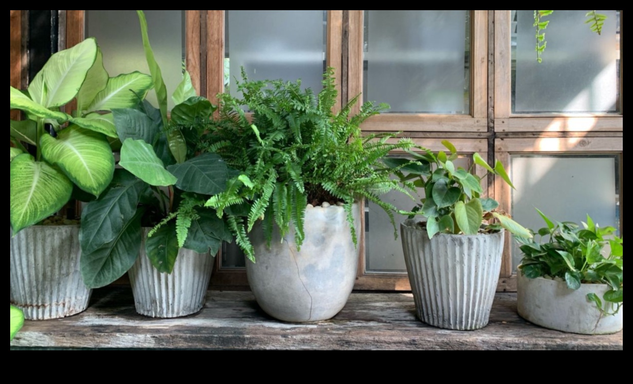 Minuni pentru pervaz: Stăpânirea artei grădinăritului de interior