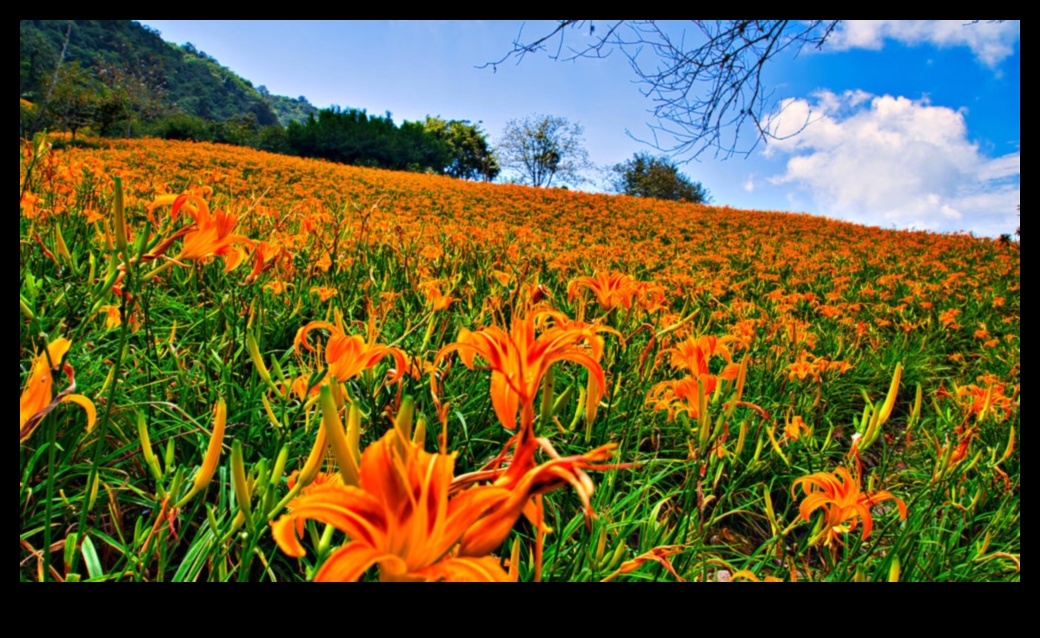 Câmpuri înfloritoare: Tapiseria de culori a horticulturii