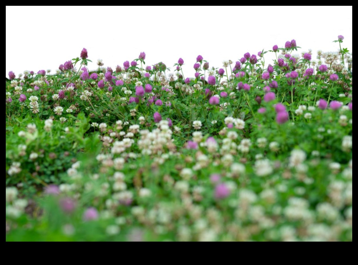 Câmpuri înfloritoare: Tapiseria de culori a horticulturii