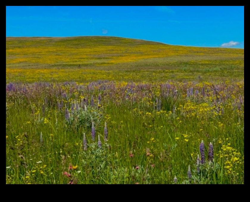 Câmpuri înfloritoare: Tapiseria de culori a horticulturii