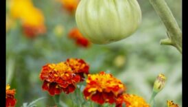 Bloom neîntrerupt: combaterea dăunătorilor de grădină