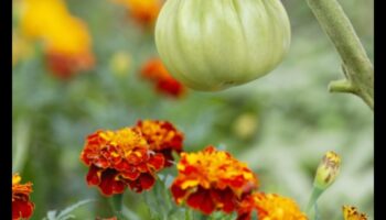 Bloom neîntrerupt: combaterea dăunătorilor de grădină