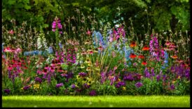 Câmpuri înfloritoare: Tapiseria de culori a horticulturii