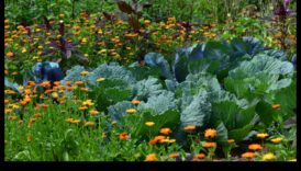 Insotitor înfloriți Cum să ridicați frumusețea cu plantarea însoțitoare 2 Însoțitori înfloriți: creșteți frumusețea cu plantarea însoțitoare