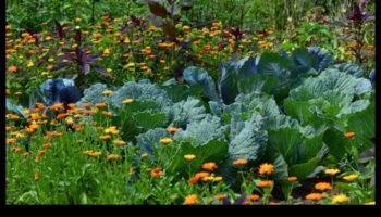 Însoțitori înfloriți: creșteți frumusețea cu plantarea însoțitoare