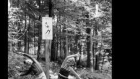 Antrenamente în pădure: exerciții în aer liber în păduri pașnice